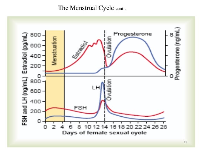 Strapon Lesbian Anal Female Sex Cycle